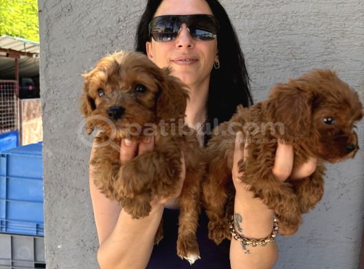 Maltipoo Yavrularım Sağlık Ve Irk Garanti̇li görsel