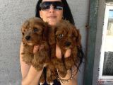 Maltipoo Yavrularım Sağlık Ve Irk Garanti̇li