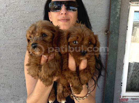 Maltipoo Yavrularım Sağlık Ve Irk Garanti̇li görsel