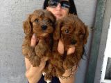 Maltipoo Yavrularım Sağlık Ve Irk Garanti̇li