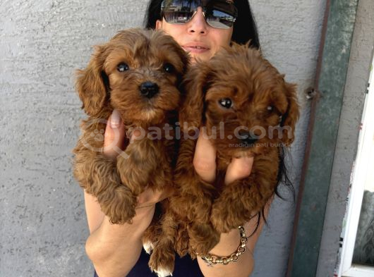 Maltipoo Yavrularım Sağlık Ve Irk Garanti̇li görsel