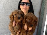 Maltipoo yavrularım sağlık ve ırk garantİli