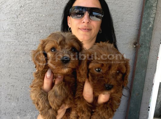 Maltipoo Yavrularım Sağlık Ve Irk Garanti̇li