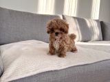 Ev Doğumlu En Güzel Maltipoo