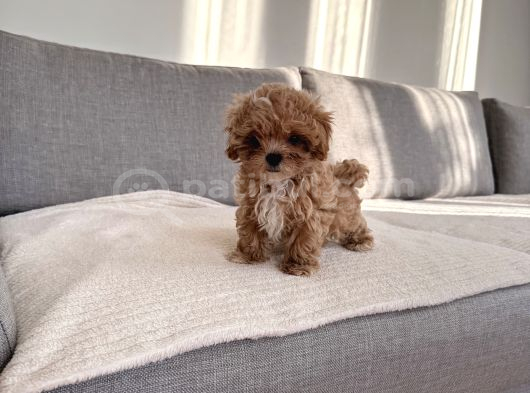 Ev Doğumlu En Güzel Maltipoo görsel