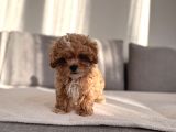 Ev Doğumlu En Güzel Maltipoo