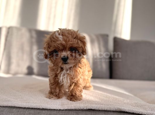 Ev Doğumlu En Güzel Maltipoo görsel