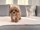 Ev Doğumlu En Güzel Maltipoo