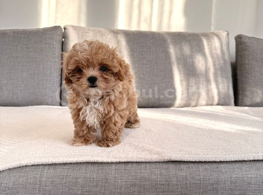 Ev Doğumlu En Güzel Maltipoo görsel