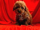Muhteşem Güzelli̇k De Kore Kan Toy Poodle Yavrulari
