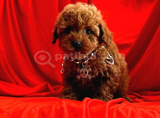 Muhteşem Güzelli̇k De Kore Kan Toy Poodle Yavrulari
