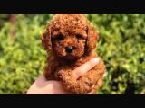 Muhteşem Güzelli̇k De Kore Kan Toy Poodle Yavrulari