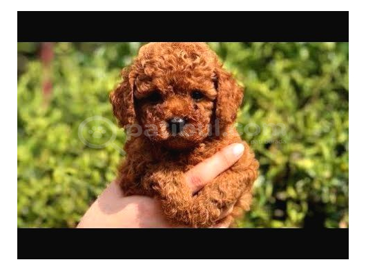 Muhteşem Güzelli̇k De Kore Kan Toy Poodle Yavrulari görsel