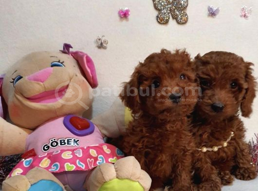 Toy Poddle Yavrularımızzz
