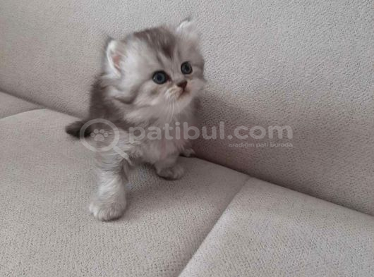Muhteşem Güzellikte 3 Kardeş görsel