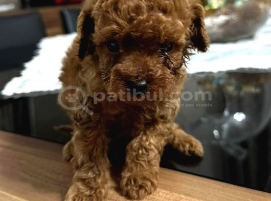 Orji̇nal Toy Poodle Teacup