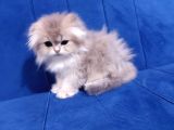 Mükemmel Güzellikte Scottish Fold Blue Gold Yavrumuz