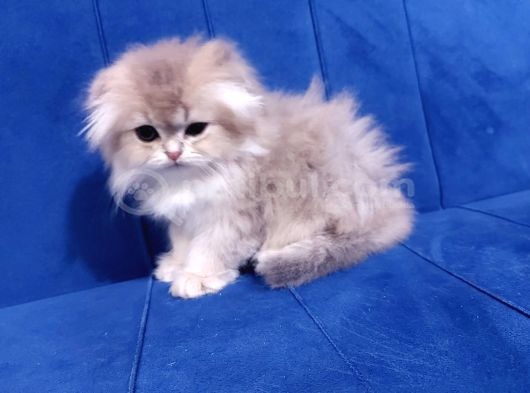 Mükemmel Güzellikte Scottish Fold Blue Gold Yavrumuz görsel