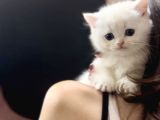 Kartopu Gibi Beyaz British Shorthair Erkek Bebek
