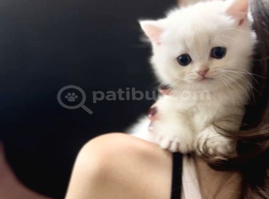 Kartopu Gibi Beyaz British Shorthair Erkek Bebek görsel