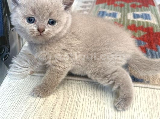 Brıtısh Lilac Güzel Bebeğimiz