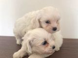 Maltese Terier Yavrularimiz