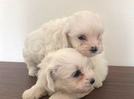 Maltese Terier Yavrularimiz görsel