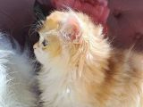 British Golden  Turuncu Longhair Yavru
