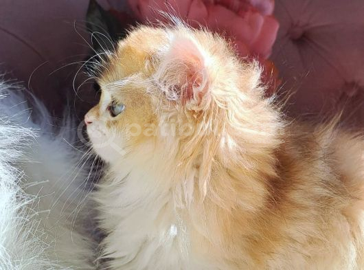 British Golden  Turuncu Longhair Yavru görsel