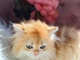 British Golden  Turuncu Longhair Yavru