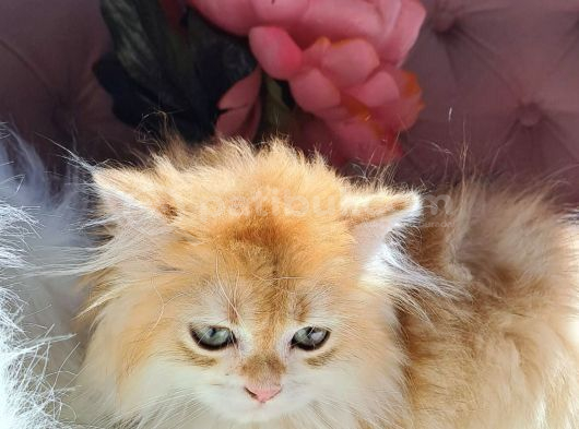 British Golden  Turuncu Longhair Yavru görsel