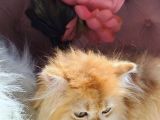 British Golden  Turuncu Longhair Yavru