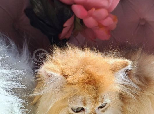 British Golden  Turuncu Longhair Yavru görsel