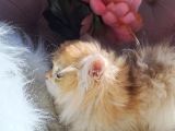 British Golden  Turuncu Longhair Yavru