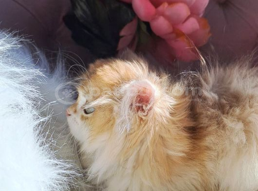 British Golden  Turuncu Longhair Yavru görsel