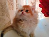 British golden  turuncu longhair yavru