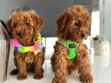 Poodle yavrularımız yeni yuvasını arıyor