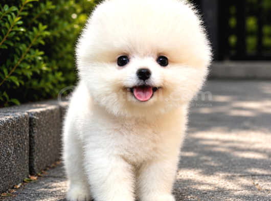 Kar beyaz pomeranian Yavrularımız