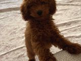 Kahve Saati Şekeriniz Toy Poodle