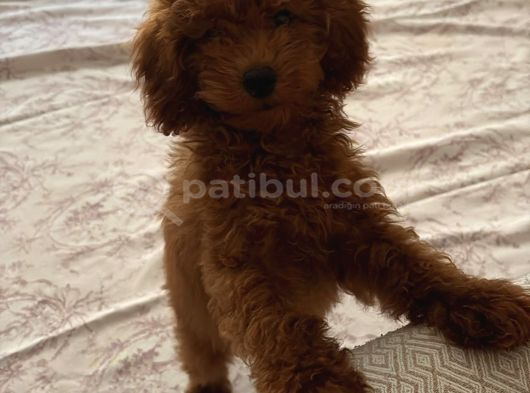 Kahve Saati Şekeriniz Toy Poodle görsel
