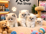Irkının En Güzellerinden British Longhair Blue Point Yavrulr