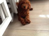 Kahve Saati Şekeriniz Toy Poodle