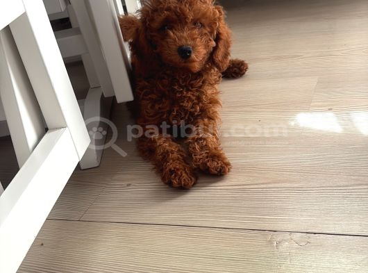 Kahve Saati Şekeriniz Toy Poodle görsel