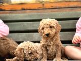 Standart Dev Poodle Yavrular