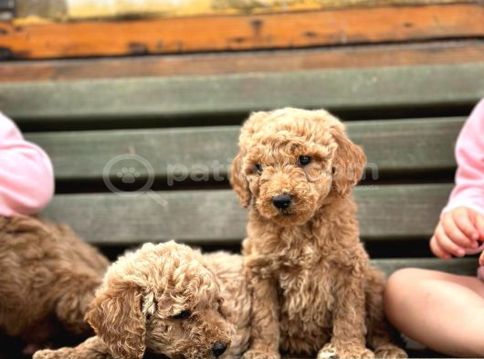 Standart Dev Poodle Yavrular görsel