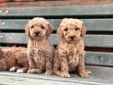 Standart Dev Poodle Yavrular