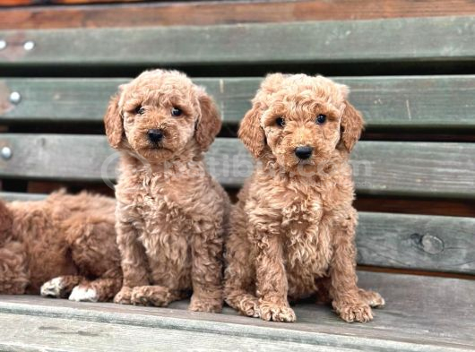 Standart Dev Poodle Yavrular görsel