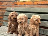 Standart dev Poodle Yavrular