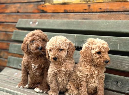 Standart Dev Poodle Yavrular