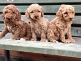 Standart Dev Poodle Yavrular
